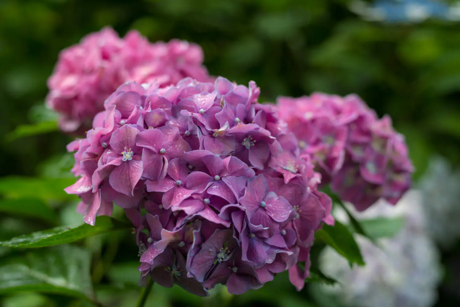 紫陽花の写真