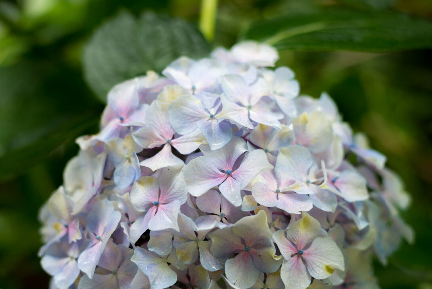 紫陽花の写真