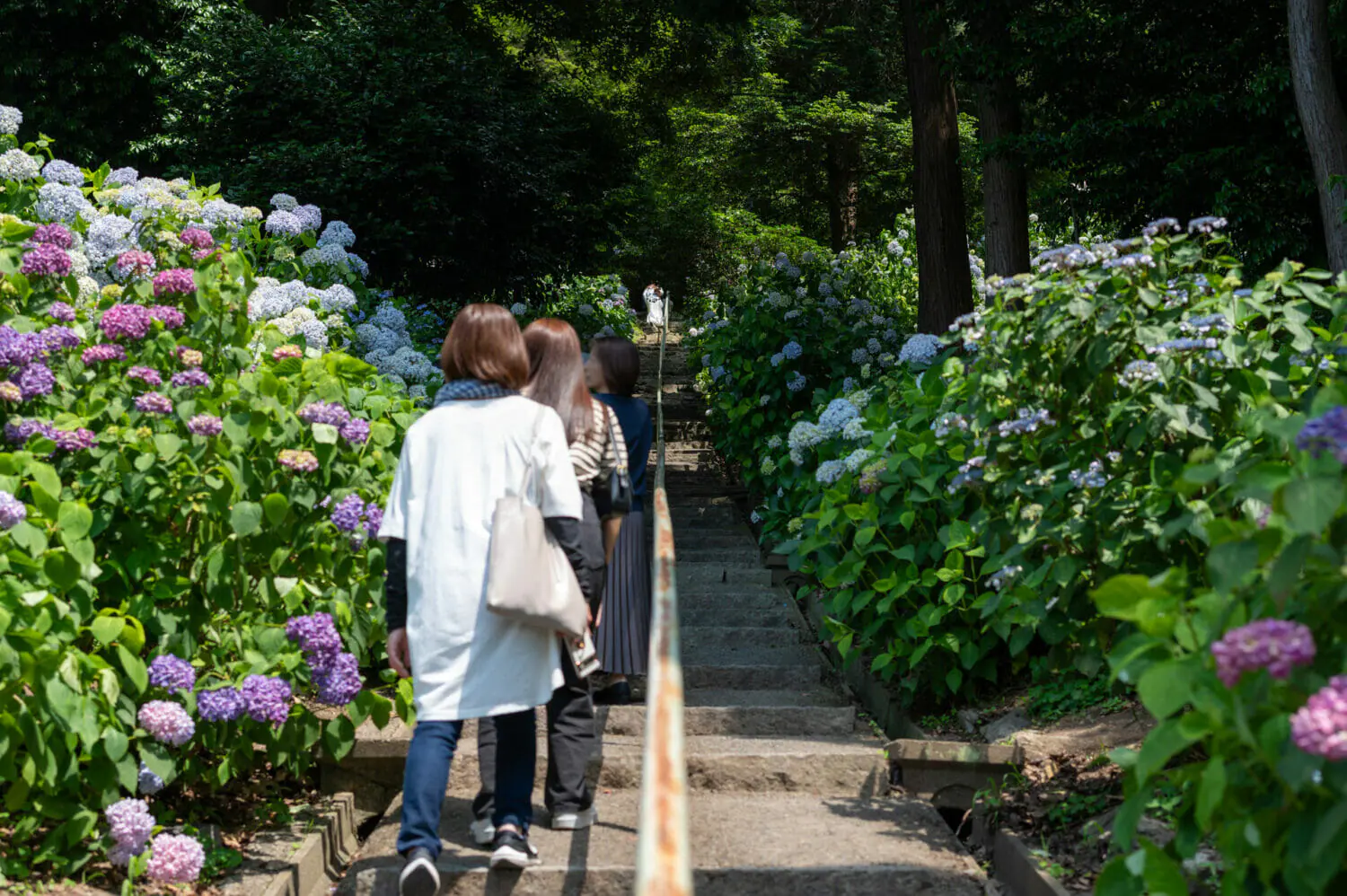 紫陽花の写真