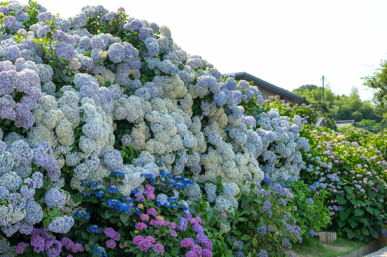 一面に咲く紫陽花