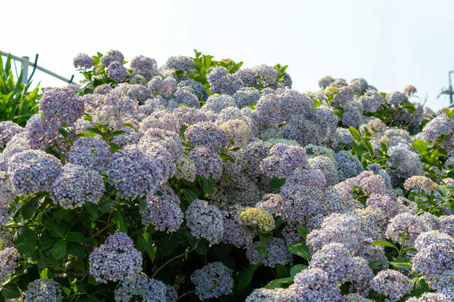 紫陽花の壁