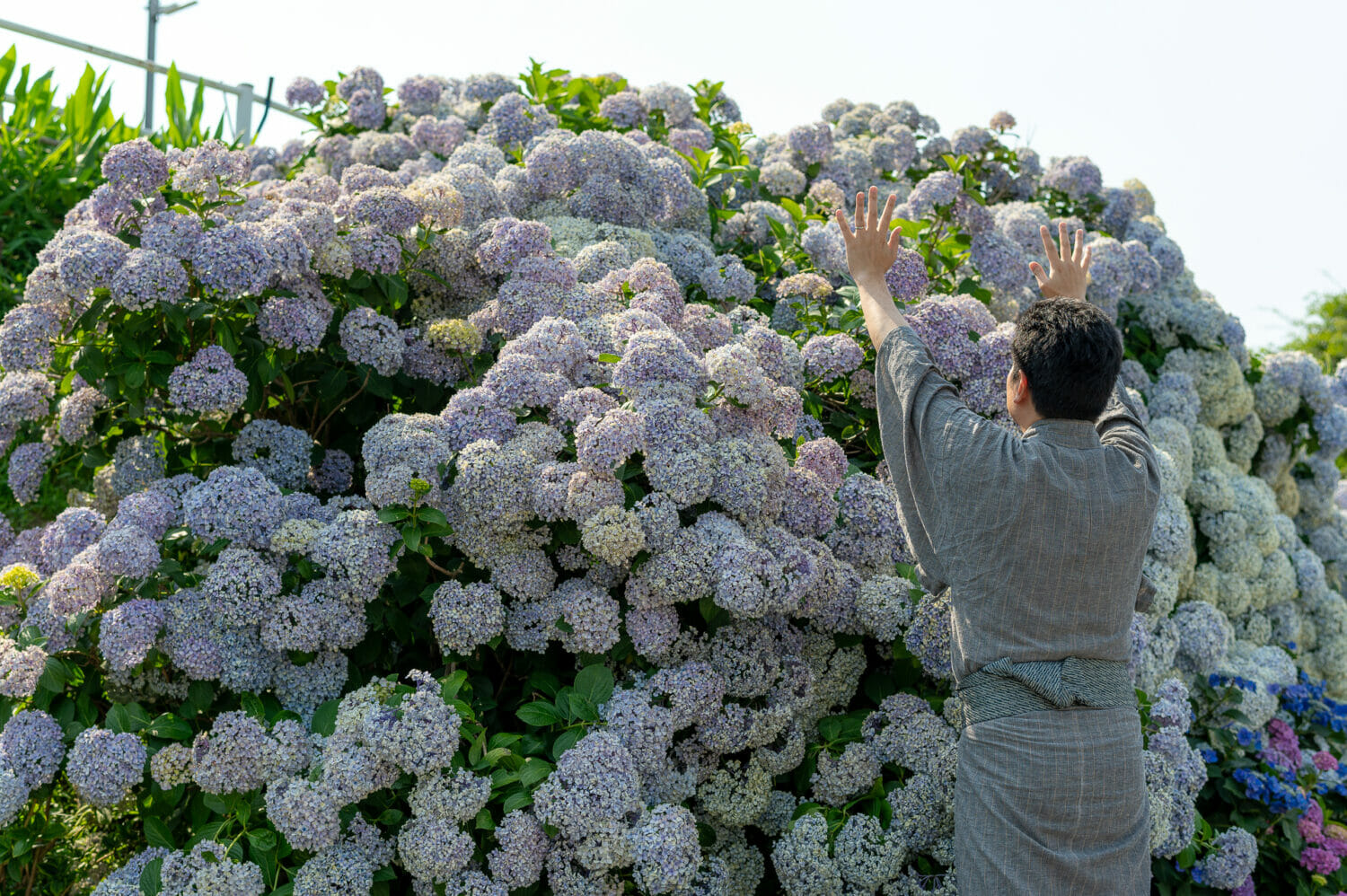 紫陽花の壁に向かって手を上げる人