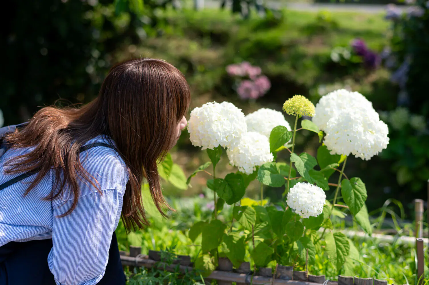紫陽花のにおいをかぐ女性