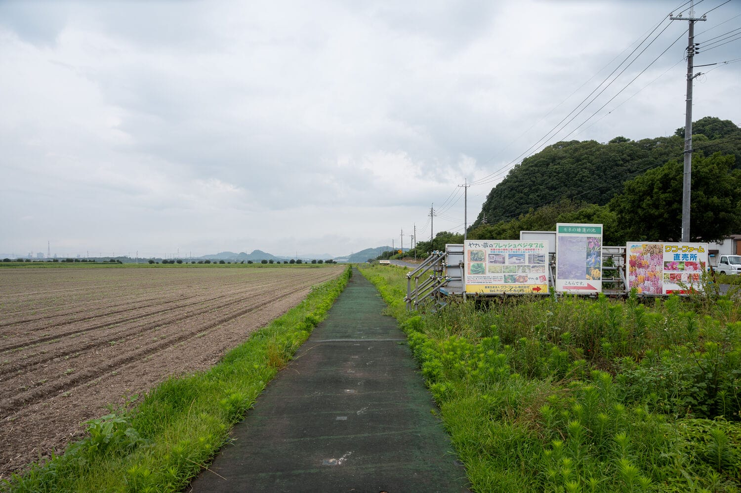 Aの花畑への道1