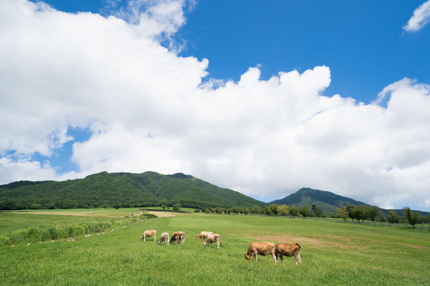 蒜山高原　ジャージー牛のいる牧場(岡山県真庭市蒜山地域)