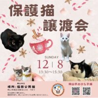 岡山手のひら子猫 保護猫譲渡会