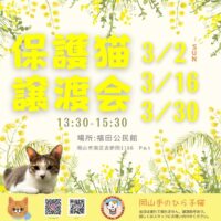 岡山手のひら子猫 保護猫 譲渡会