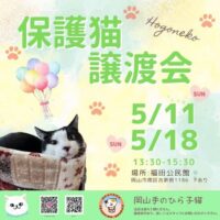 岡山のイベント情報：保護猫 譲渡会