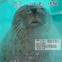 岡山のイベント情報：アザラシふれあい体験