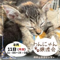 岡山のイベント情報：わんにゃん譲渡会 @岡山譲渡センター