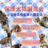 第11回保護犬猫譲渡会＠玉島信用金庫小溝支店
