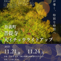 菩提寺大イチョウ　ライトアップ