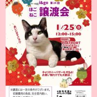岡山のイベント情報：i&go 第24回 ほごねこ譲渡会