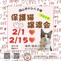 岡山手のひら子猫 2月保護猫譲渡会