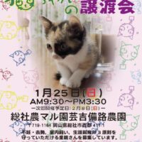 岡山のイベント情報：猫ちゃんの譲渡会