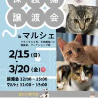 OKほごにゃん 保護猫譲渡会&マルシェ