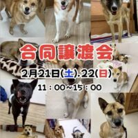 合同譲渡会＠岡山譲渡センター