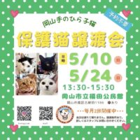 岡山手のひら子猫 5月保護猫譲渡会