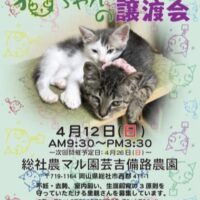 猫ちゃんの譲渡会
