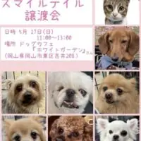 岡山のイベント情報：スマイルテイル5月の譲渡会
